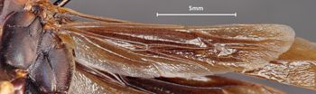 Media type: image;   Entomology 33136 Aspect: Wing hind